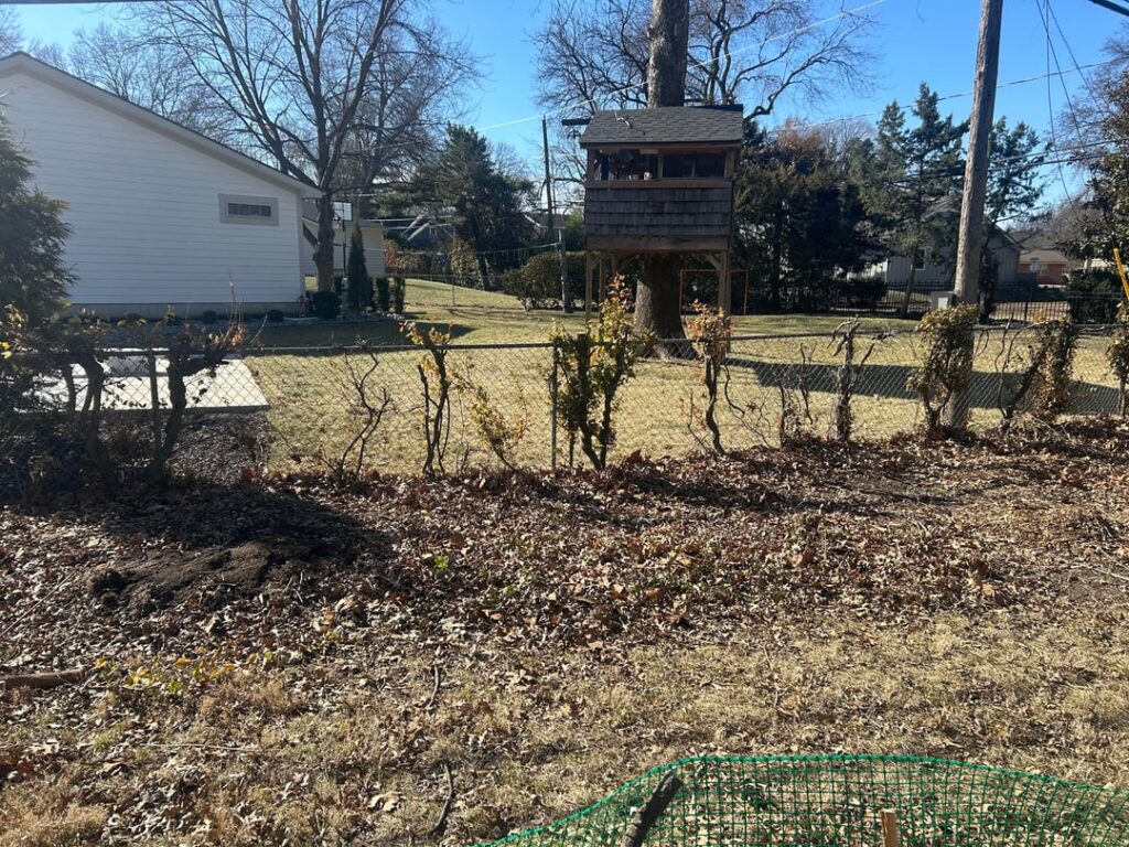 Honest opinions: Chickasaw plum (Prunus angustifolia) thicket