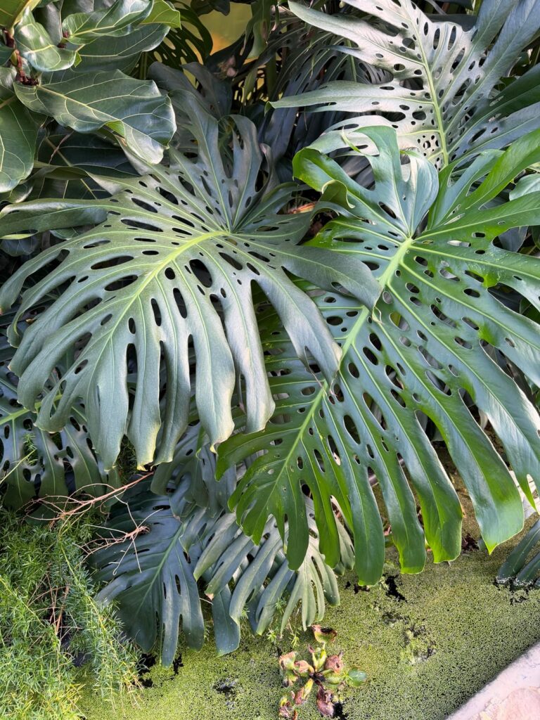 Just a few pictures from Emsflower, Germany