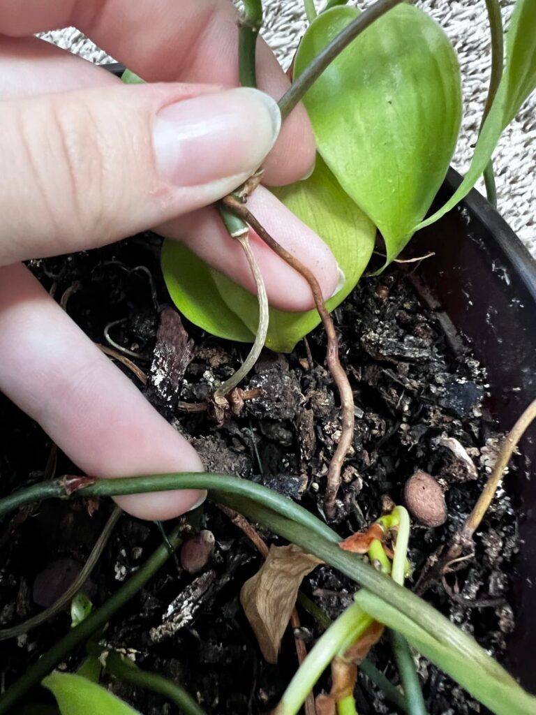 My micans surviving off of an above ground root because the original stem dried up