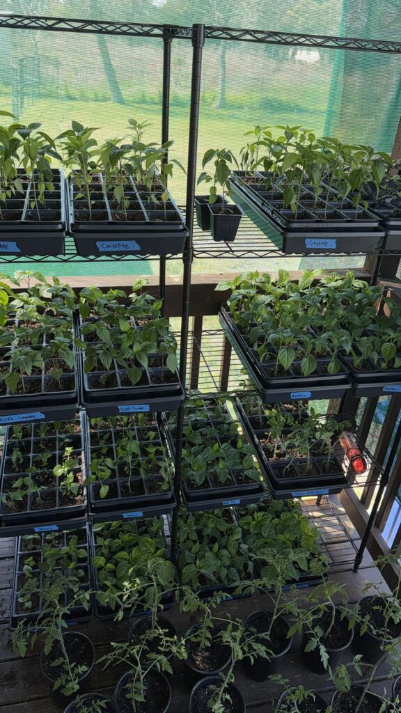 Now they’ve taken over the front porch completely and are spilling out into the yard 😂😂😂