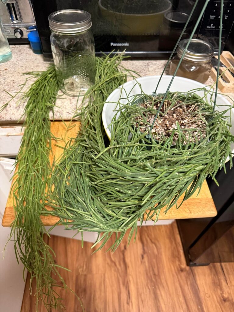 Love for Linearis Love for Linearis