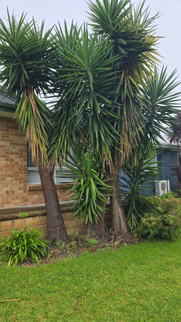 Yuccas, how urgent? Yuccas, how urgent?