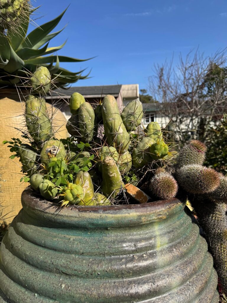 Cactus paradise