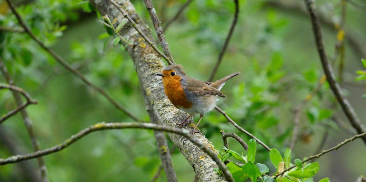 7 Plants To Grow Now To Support Garden Birds This Year