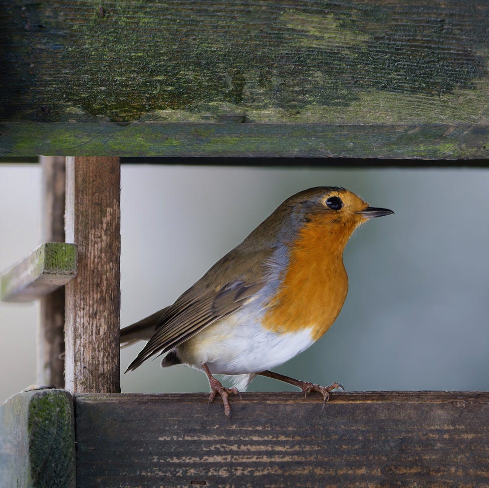 Robin in nest box close up of a european robin (erithacus rubecula) with bright orange breast sitting in a weathered wooden feeder in winter