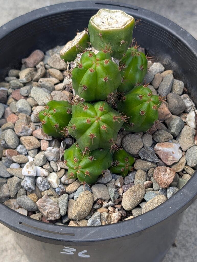 NOID Bridgessii pupdate NOID Bridgessii pupdate