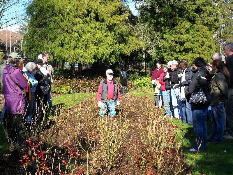 It’s pruning time for roses! Free rose pruning demonstration at Rose Garden Feb. 28 It’s pruning time for roses! Free rose pruning demonstration at Rose Garden Feb. 28