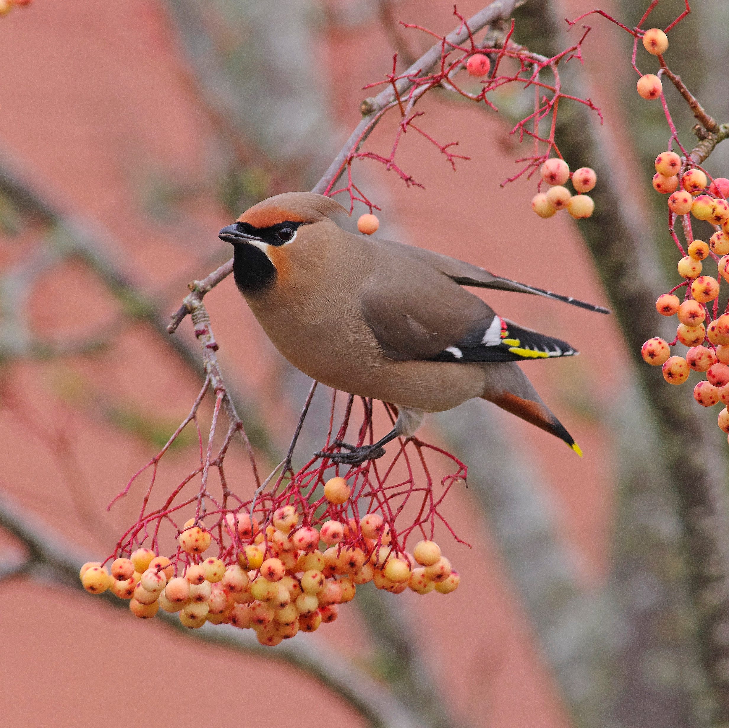 a waxwing [bombycilla garrulus] perched in a rowan tree. picture taken in cheltenham, gloucestershire , england on the 5th of january 2024.