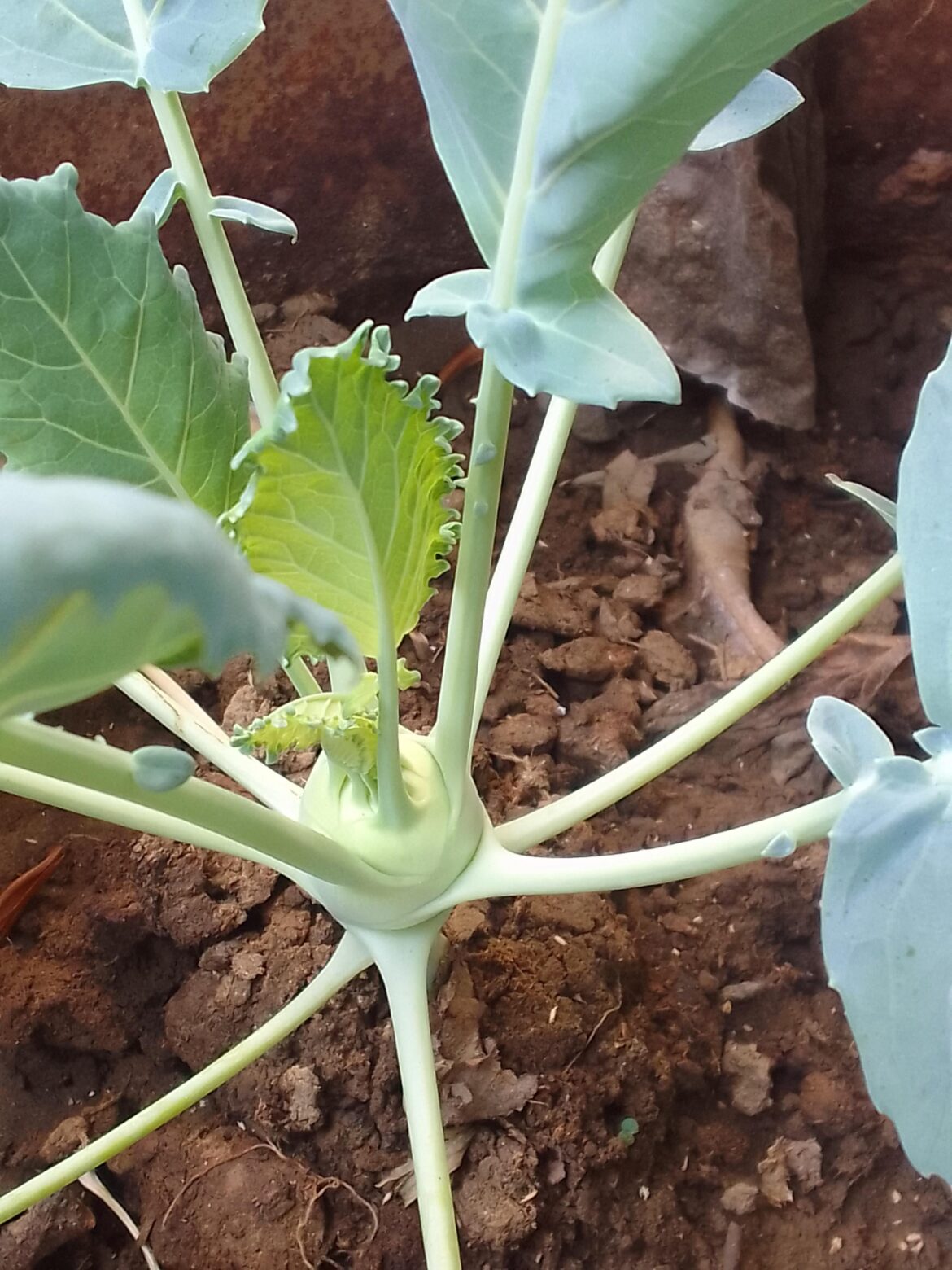 A few days ago I shared this mystery plant. Here’s how it looks now. Does this new growth make it easier to identify?