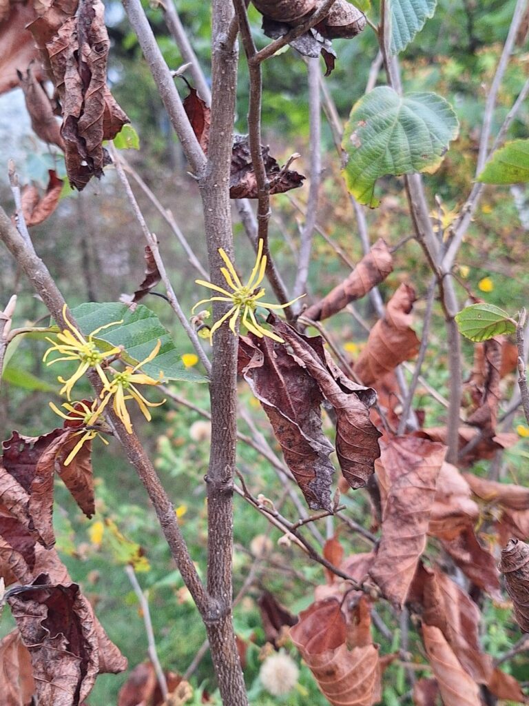 Witch Hazel