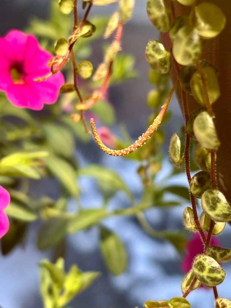 String of Turtles first flower!