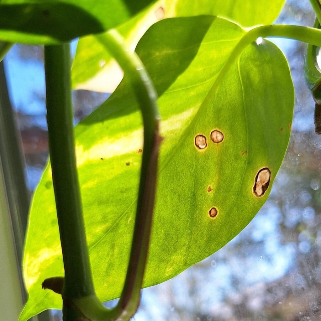 What are these spots? please helo