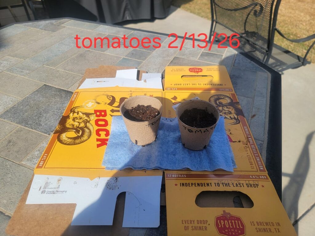 Started my tomatoes