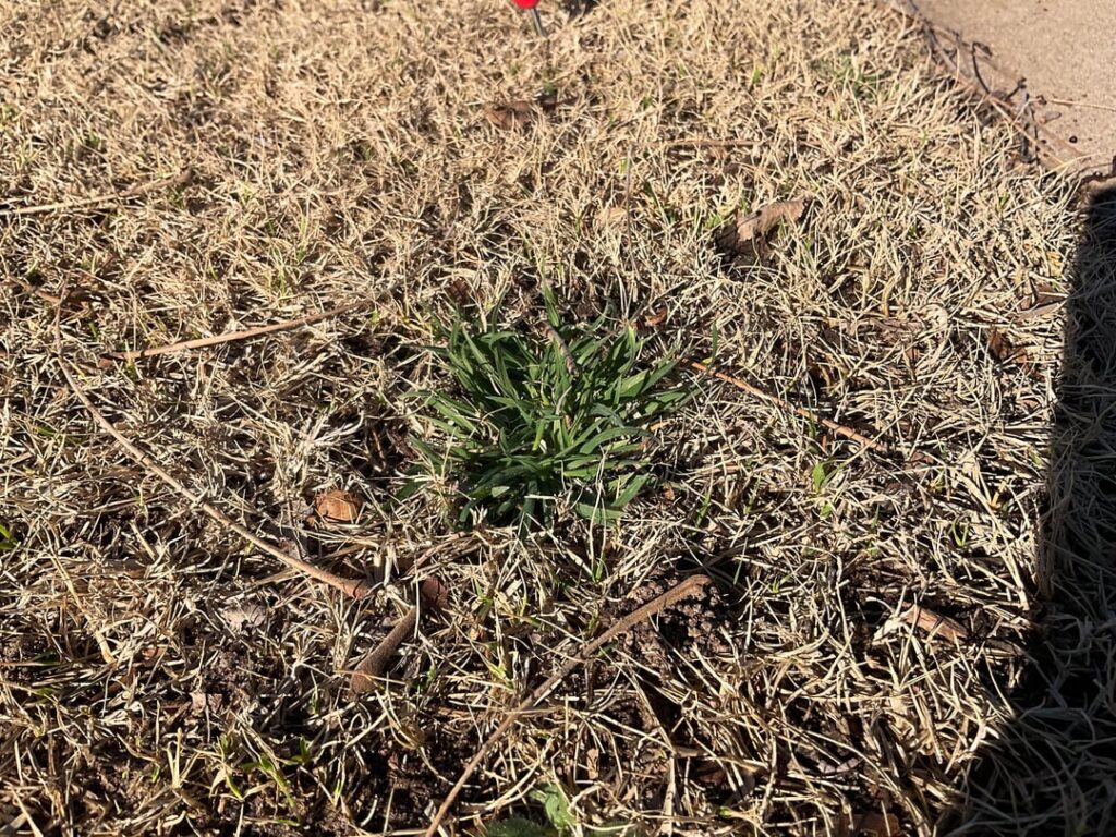What is this? Crabgrass/nutsedge/goose grass?
