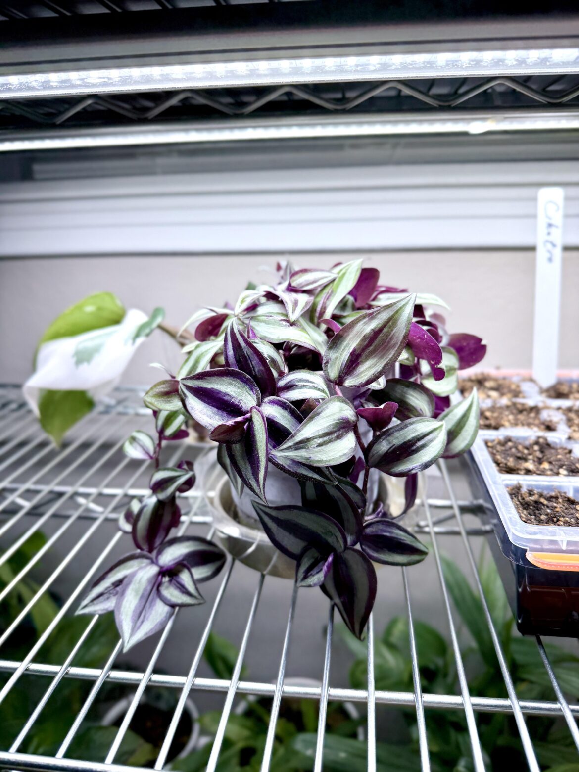 Purple/Silver Inchplant success!