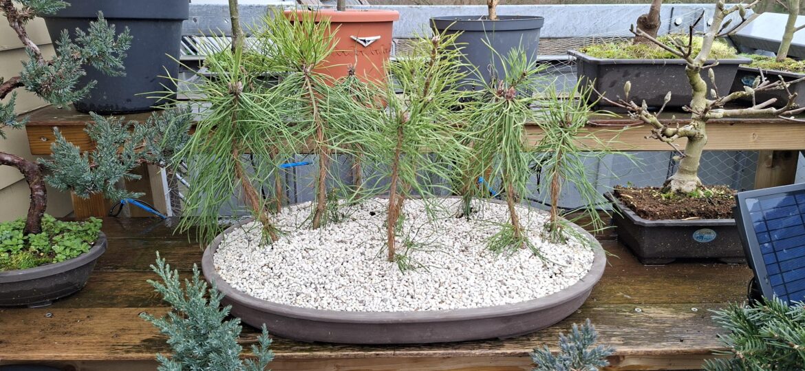 Pinus sylvestris forest planting