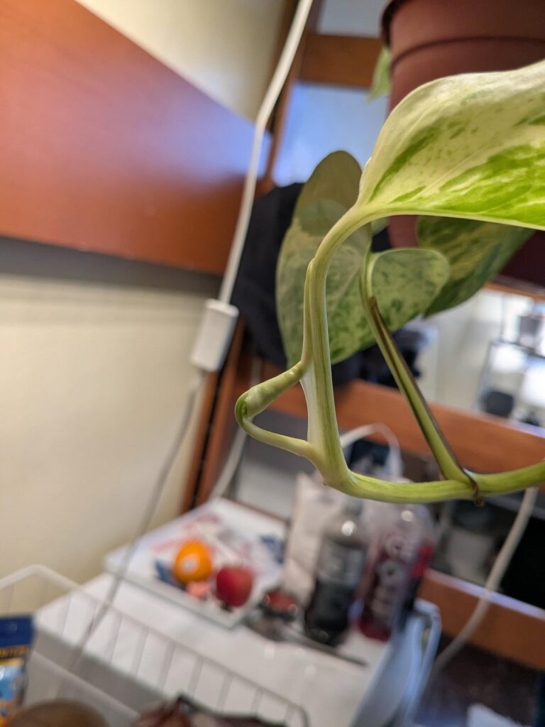 Stuck leaf?