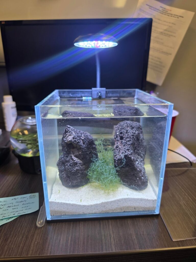 Opae Ula Shrimp