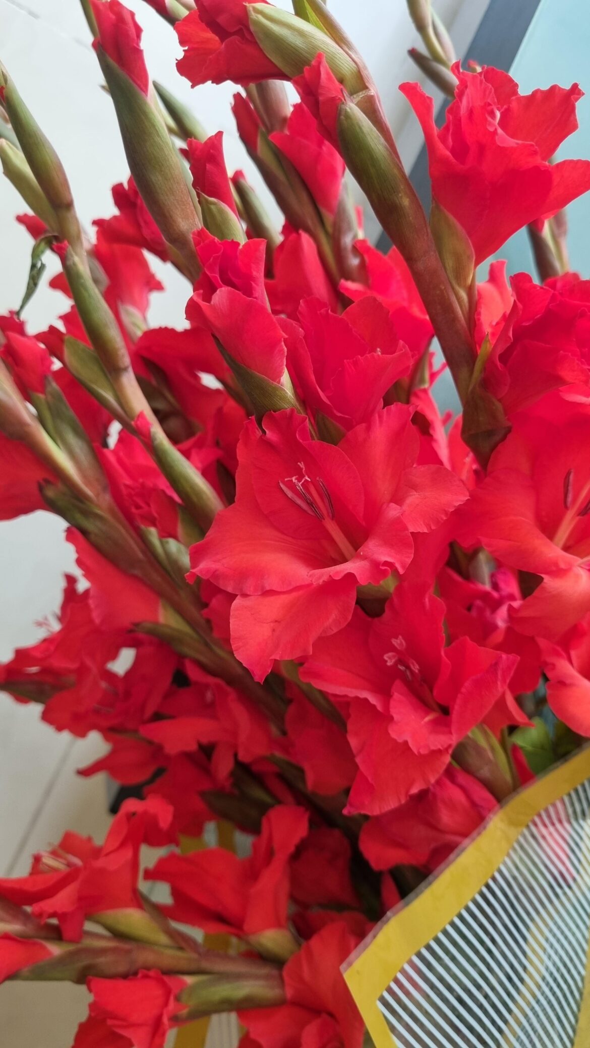 What is this flower? Could it harm my cat? Please help!
