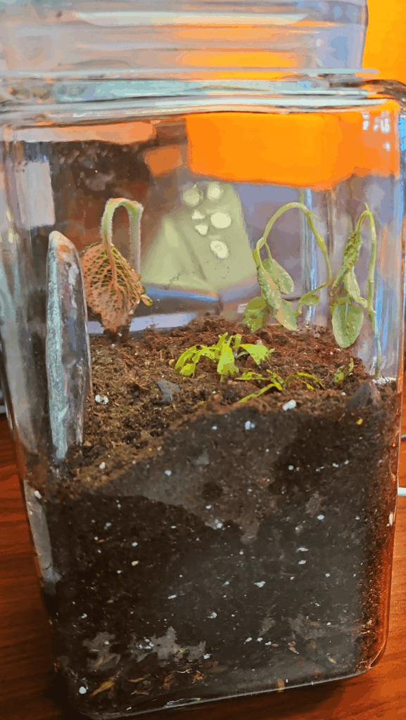 Terrarium update!! Terrarium update!!