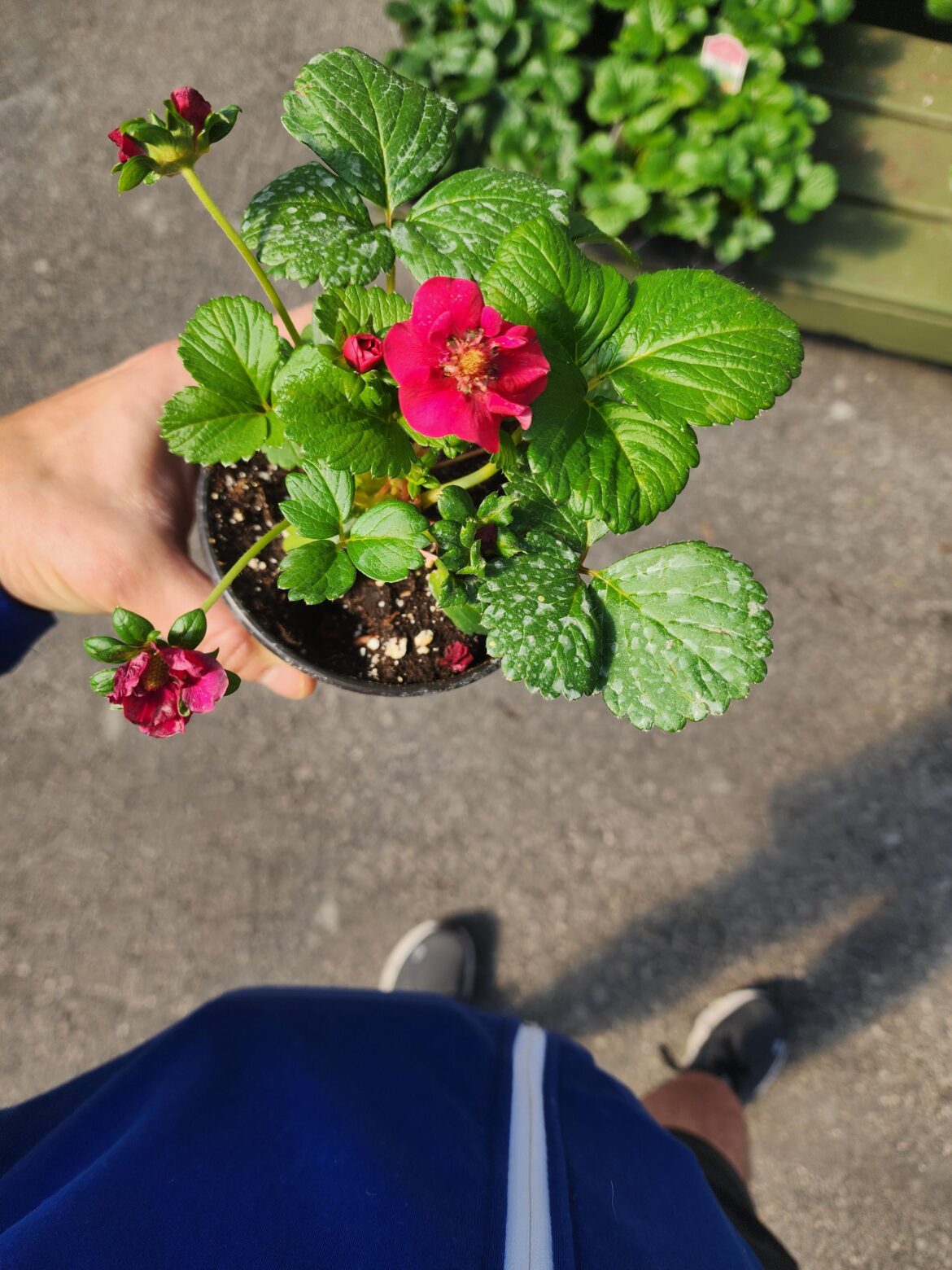 Variety of Red Strawberry?