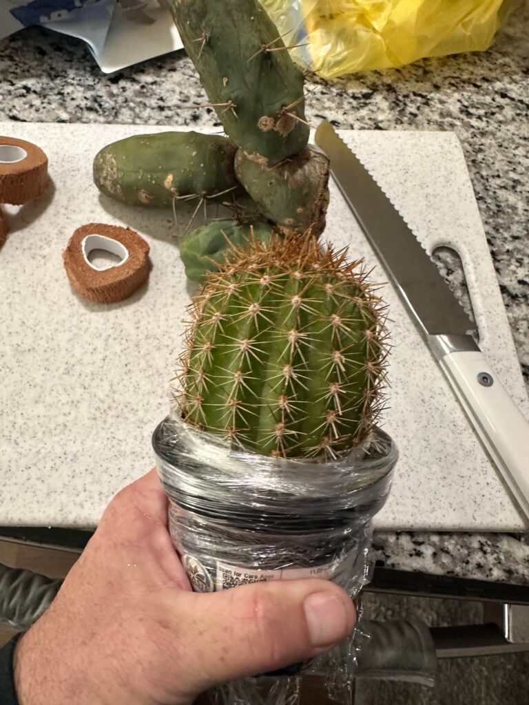 Here’s we go… 3rd graft of the year… TBM … clone A