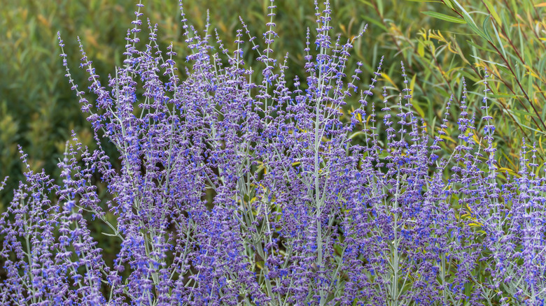 A russian sage plant with purple flowers