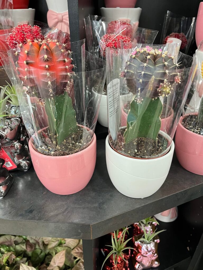 Sooo these will just die right? Sooo these will just die right?