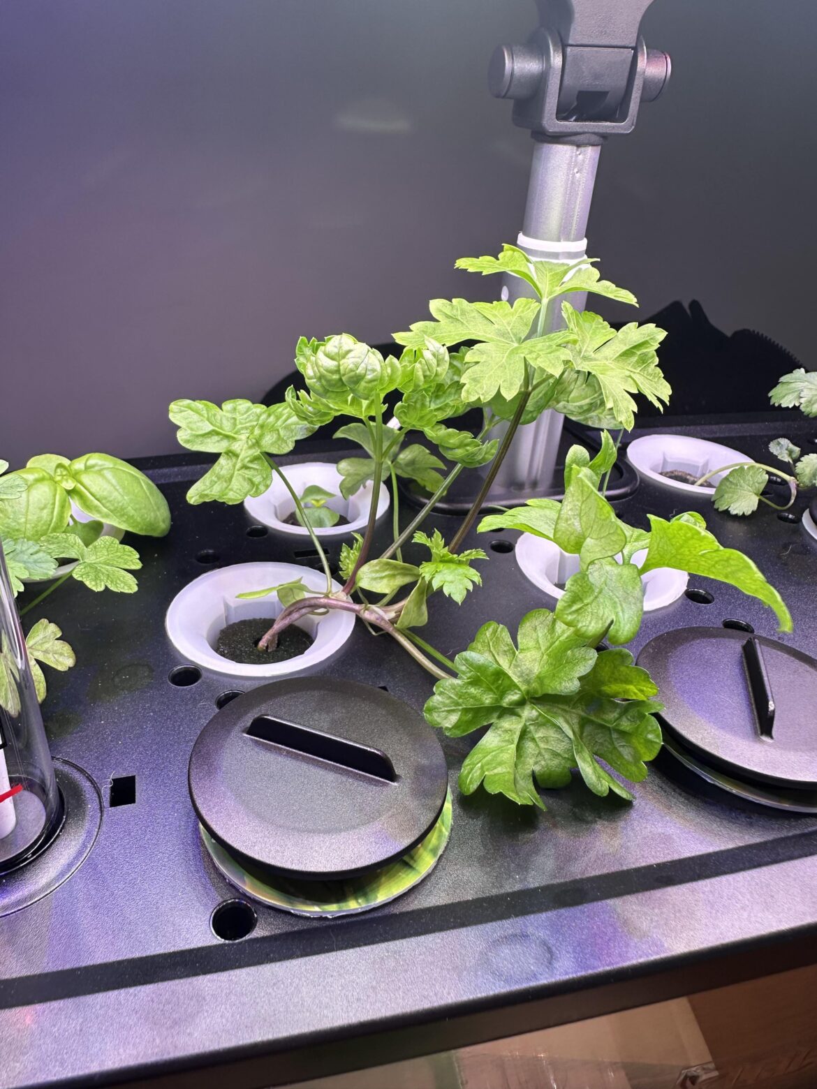 Newbie - what to do with Ron Weasley (aka my parsley)