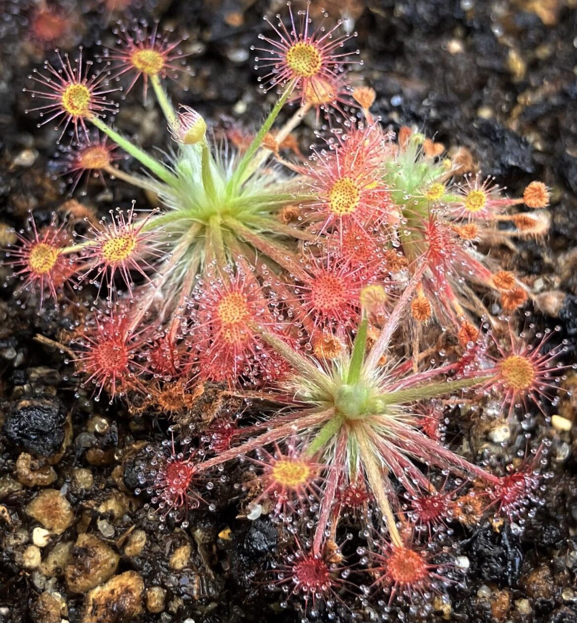 Drosera paradoxa ‘Kimberley’ 🥰
