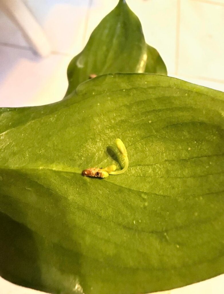 Parasite plant? Host plant seed pods? What IS this? Parasite plant? Host plant seed pods? What IS this?