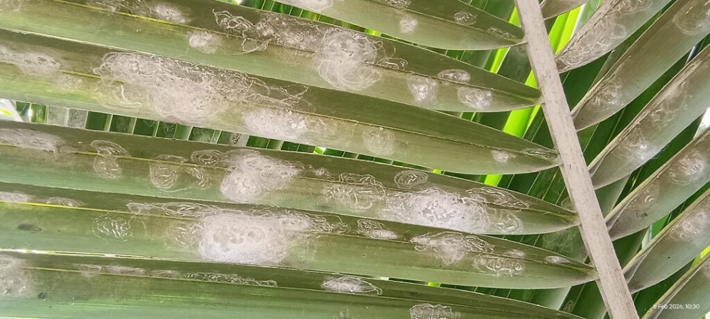 Whitefly infestation on my coconut tree - Need advice 🌴