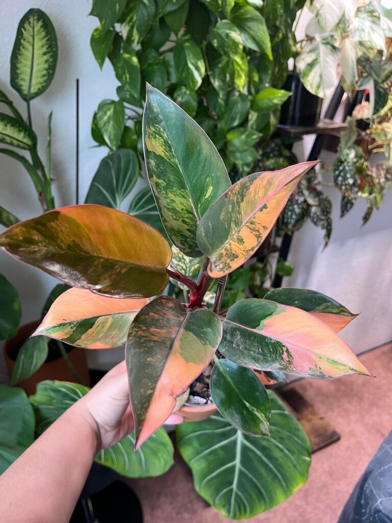 Look at the colors!!