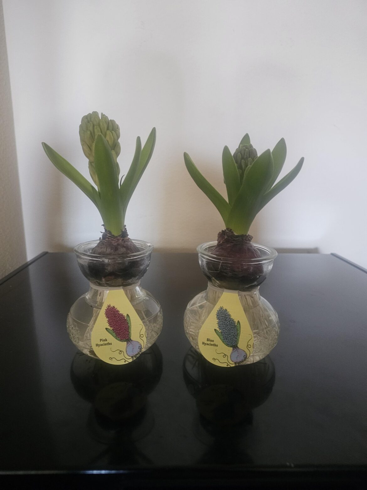 How long before I repot my new Babie?