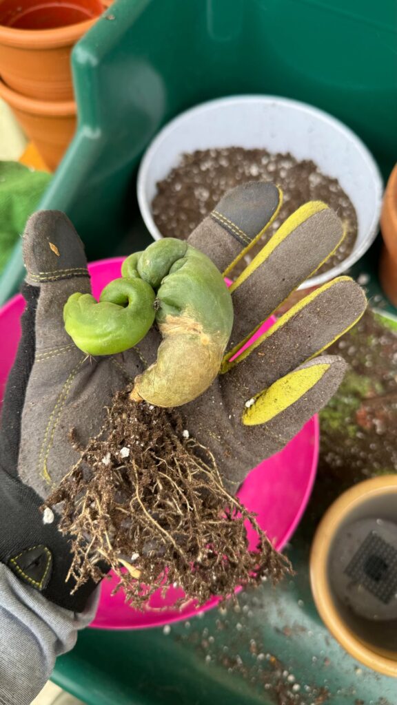 Funkier than a Mosquito’s Tweeter