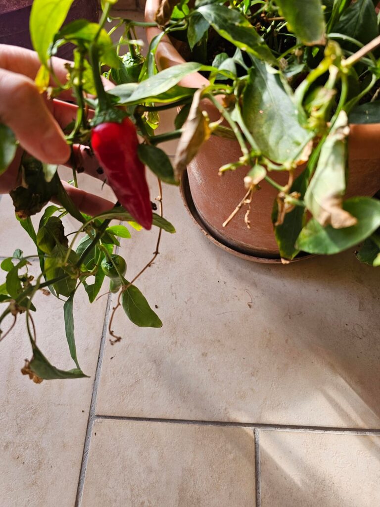 Any ideas about what kind of peppers im growing? They're really spicy. Location is Greece if it helps. The plant was given to me by roots when it was really small from a relative.