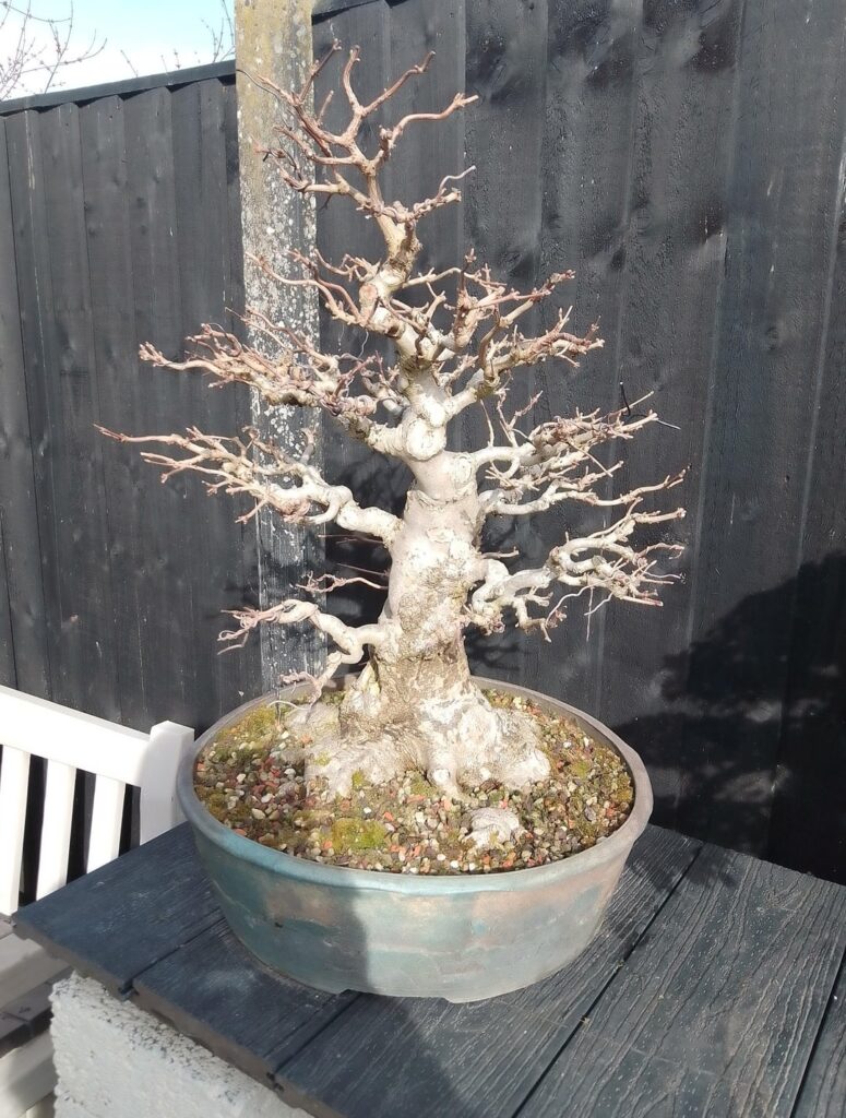 Some trees from seed or cuttings, a look at timescales, patience and building… Some trees from seed or cuttings, a look at timescales, patience and building...