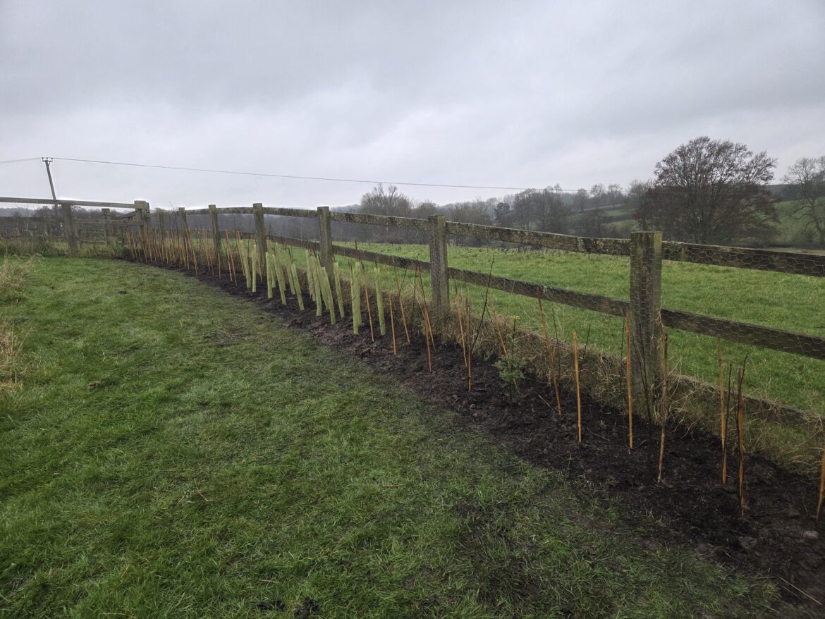 New hedgerow planted for a customer
