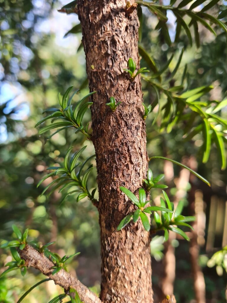 What is this? It doesn't seem to be very happy. Is it not getting enough sun?