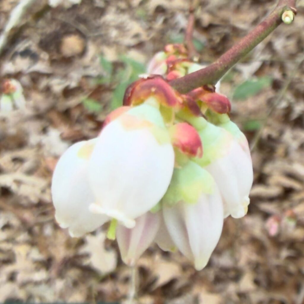 Some of my favorite natives that have found their way into the garden.