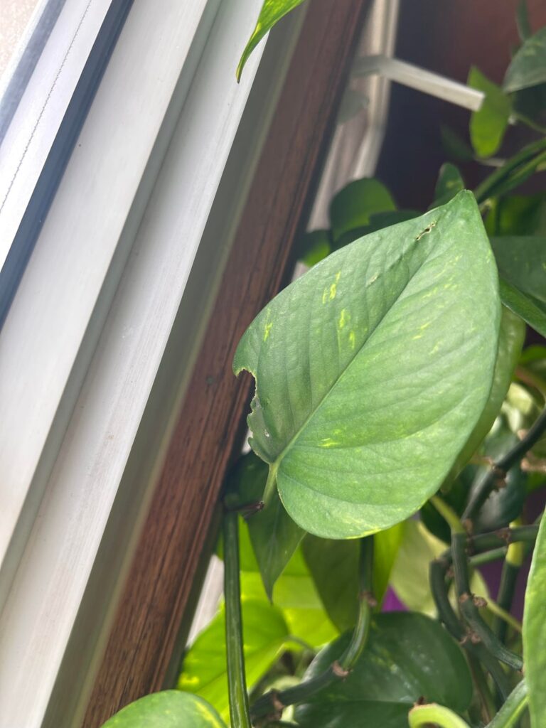 Who is munching on my plants! Who is munching on my plants!
