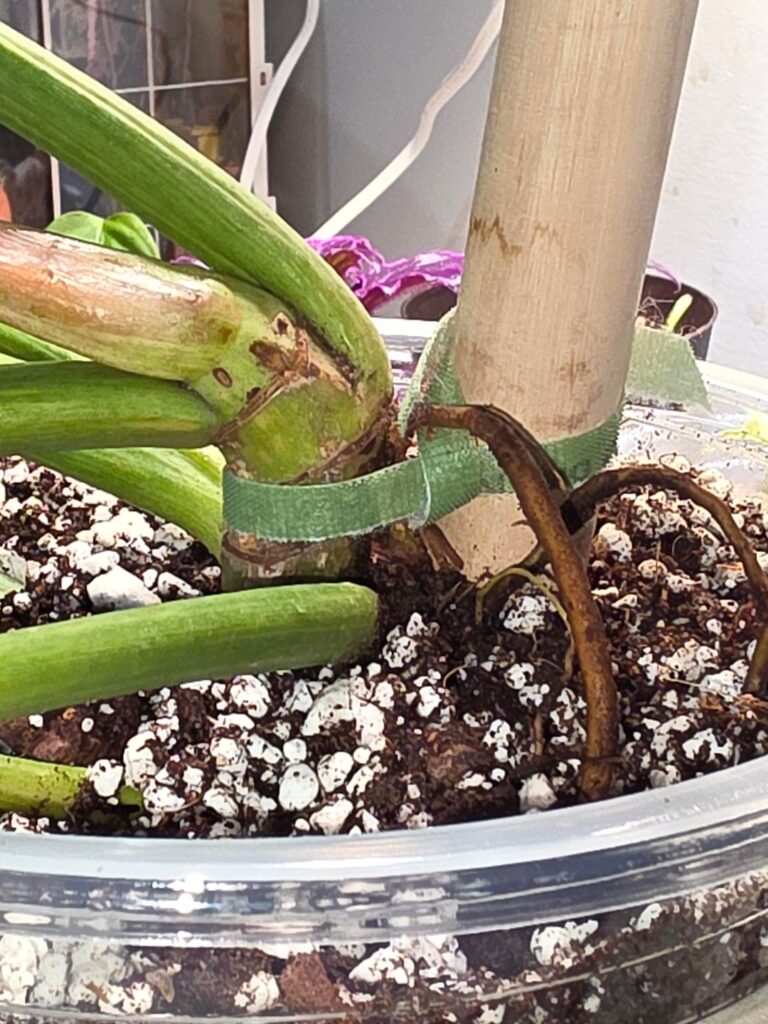 First attempt at staking one of my plants... Be gentle.