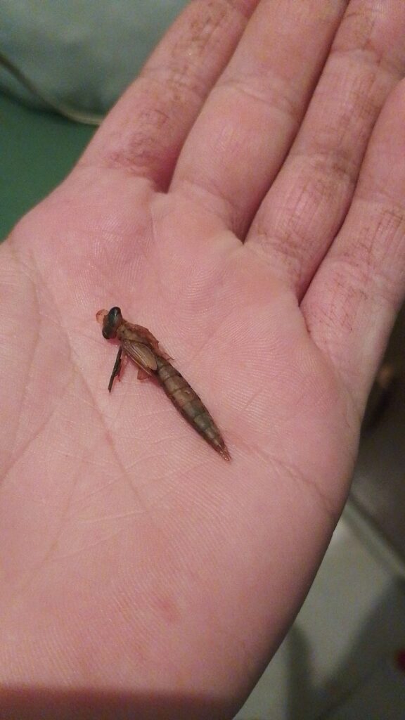 A dragonfly nymph