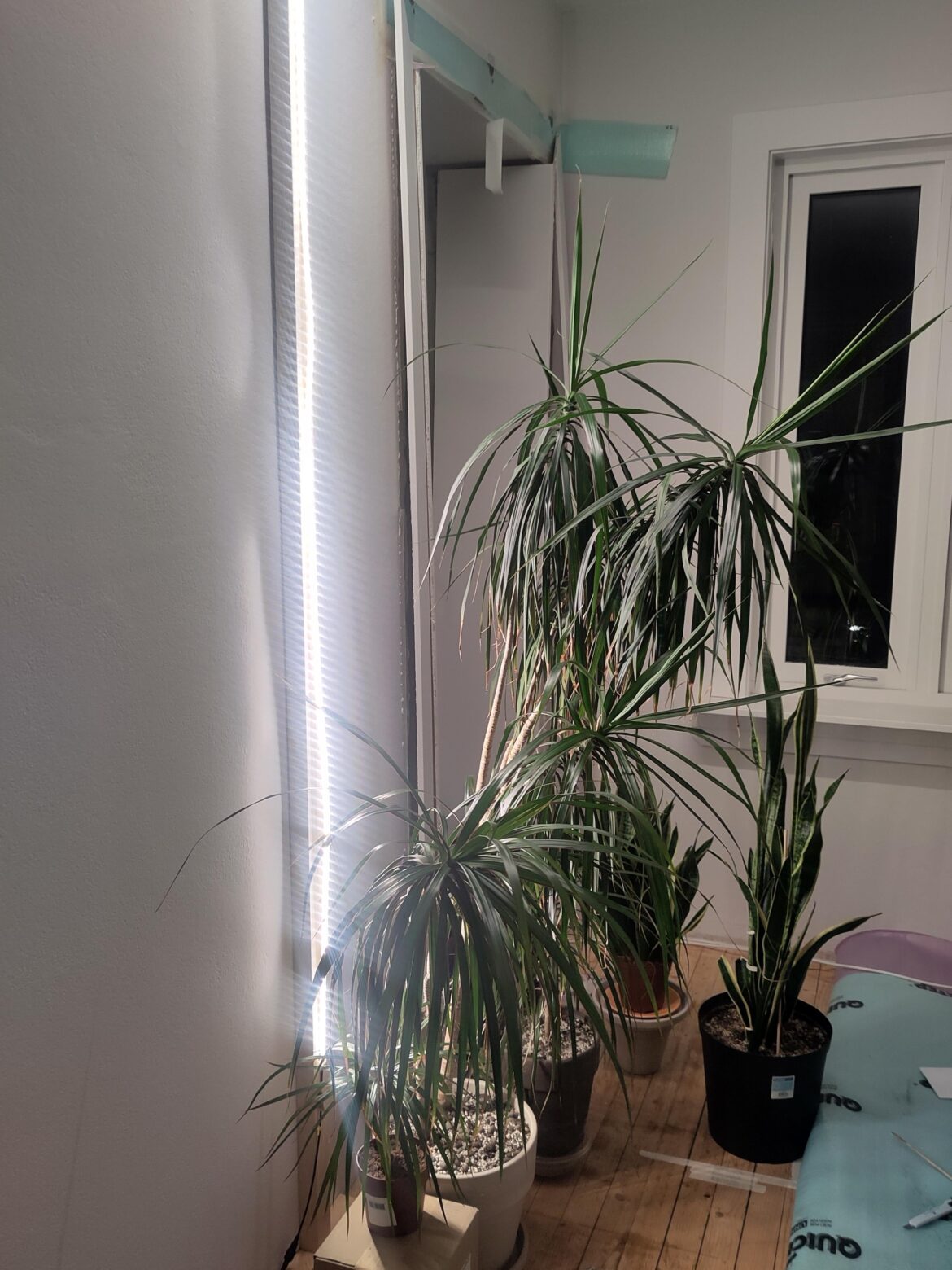 Can't figure out my moody Dracaena