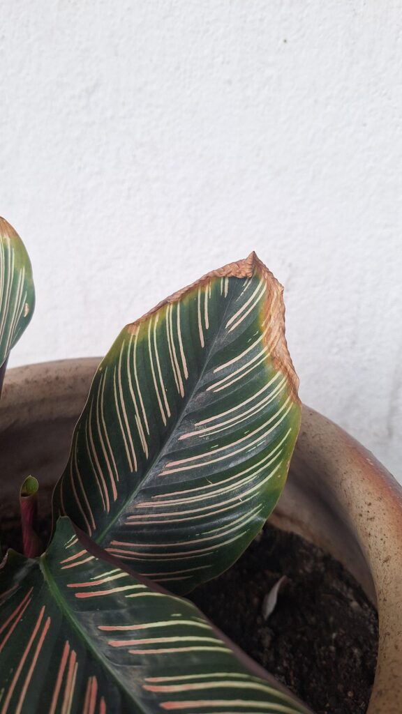 calathea condition calathea condition