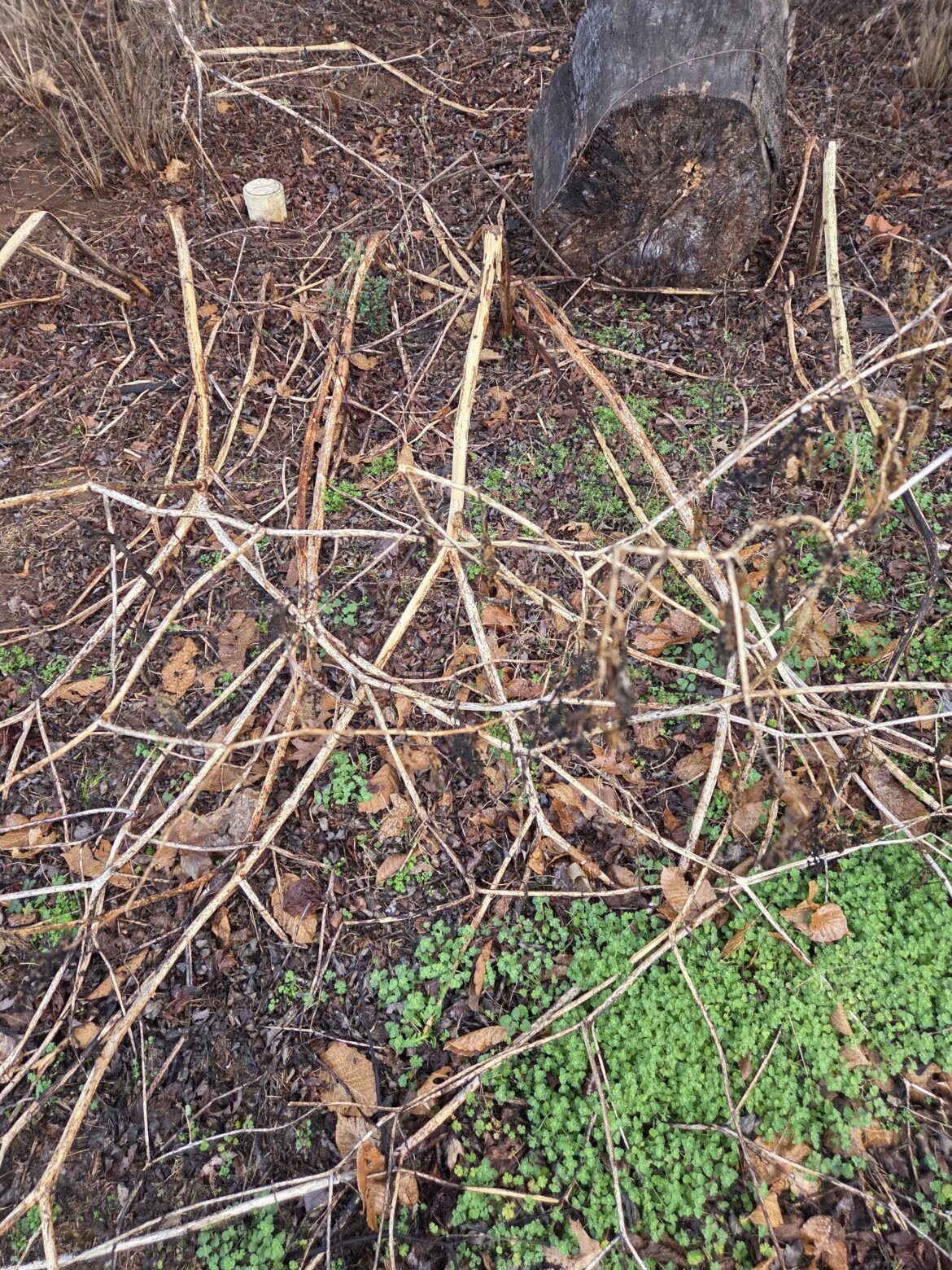 Can someone ID a dead plant?