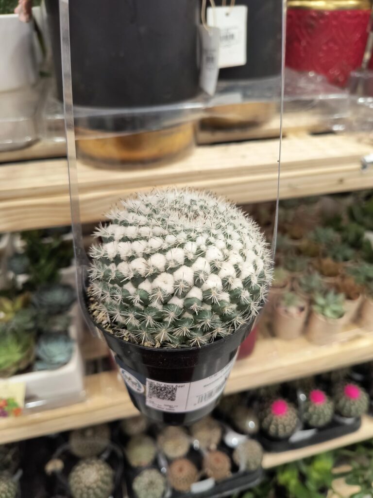 She caught my eye! She caught my eye!