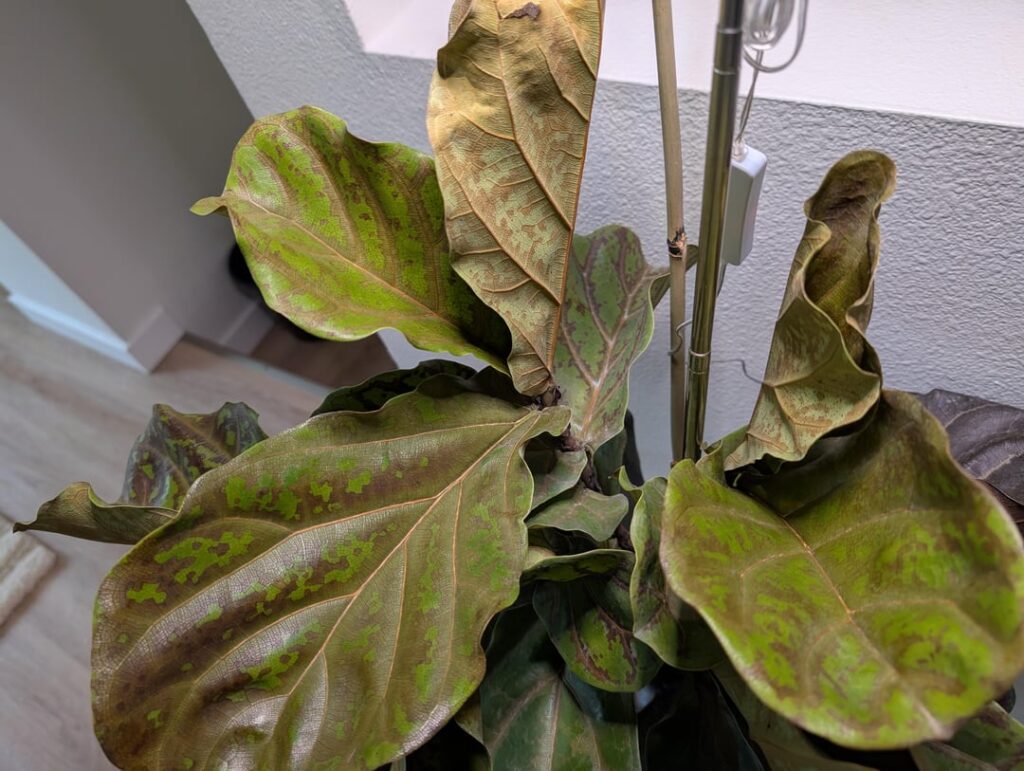 Can this plant be fixed/saved?