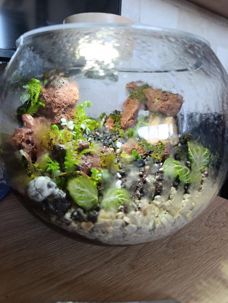 My first terrarium