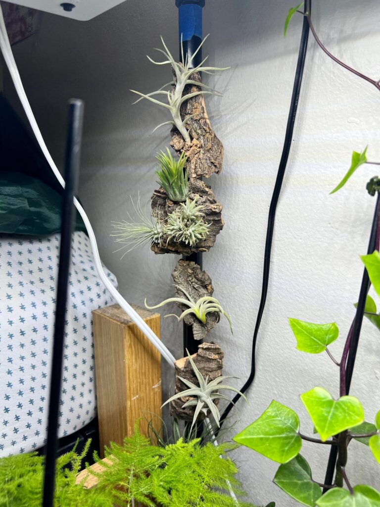 using magnets and cork bark to mount tillandsia on my grow shelf :)